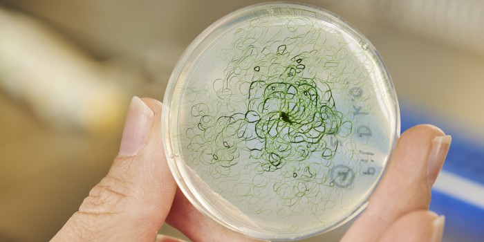 Цианобактерии, продуцирующие этанол или водород с помощью естественного переноса генов. Фото: Amadeus Bramsiepe, KIT