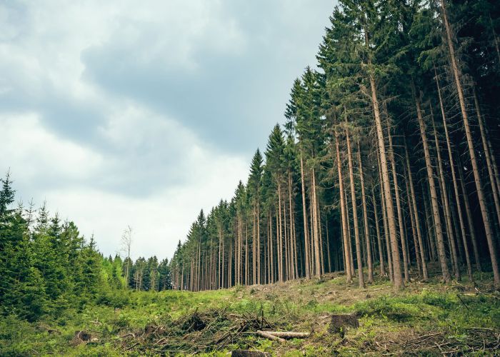 Циклы лесных рубок: леса обычно вырубаются и пересаживаются по частям